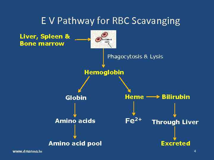 E V Pathway for RBC Scavanging Liver, Spleen & Bone marrow Phagocytosis & Lysis