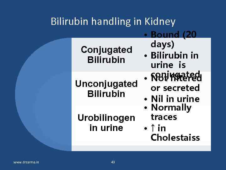 Bilirubin handling in Kidney • Bound (20 days) Conjugated • Bilirubin in Bilirubin urine