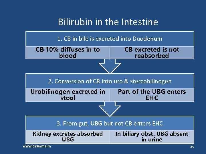 Bilirubin in the Intestine 1. CB in bile is excreted into Duodenum CB 10%