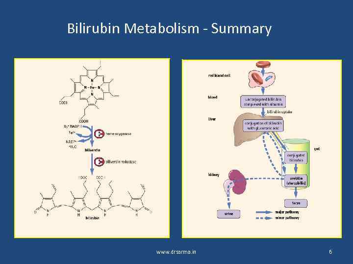 Bilirubin Metabolism - Summary www. drsarma. in 6 