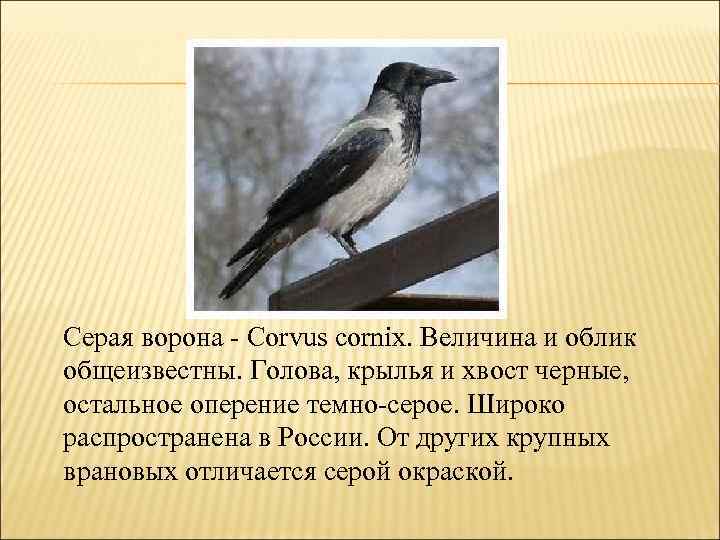 Серая ворона - Corvus cornix. Величина и облик общеизвестны. Голова, крылья и хвост черные,