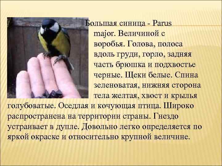 Большая синица - Parus major. Величиной с воробья. Голова, полоса вдоль груди, горло, задняя