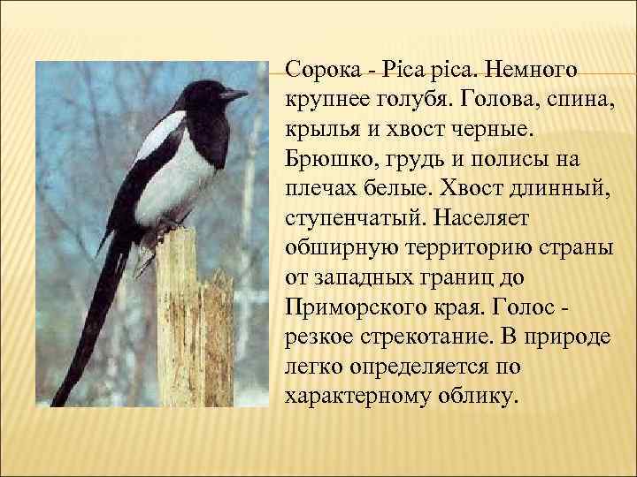 Сорока - Pica pica. Немного крупнее голубя. Голова, спина, крылья и хвост черные. Брюшко,