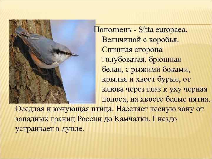 Поползень - Sitta europaea. Величиной с воробья. Спинная сторона голубоватая, брюшная белая, с рыжими