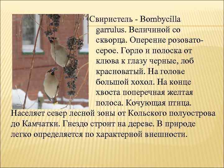 Свиристель - Воmbусillа garrulus. Величиной со скворца. Оперение розовато серое. Горло и полоска от