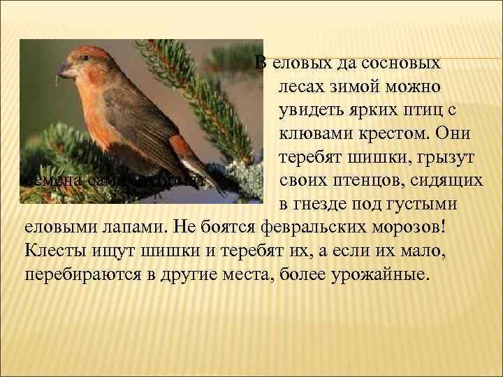 В еловых да сосновых лесах зимой можно увидеть ярких птиц с клювами крестом. Они