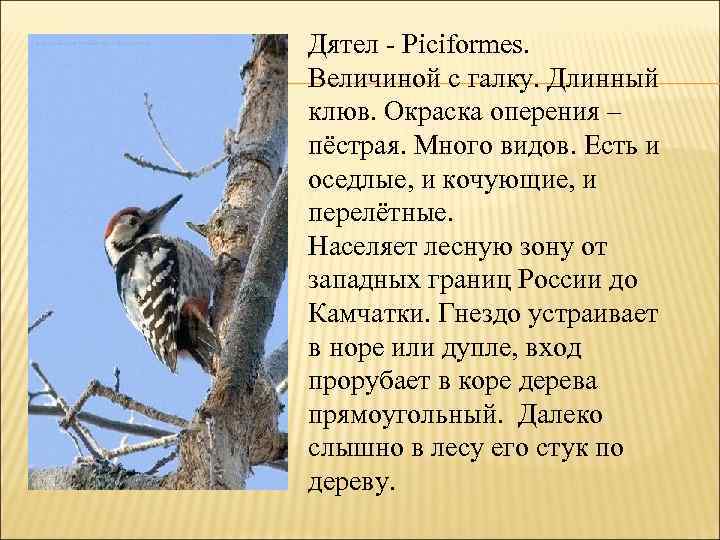  Дятел - Piciformes. Величиной с галку. Длинный клюв. Окраска оперения – пёстрая. Много