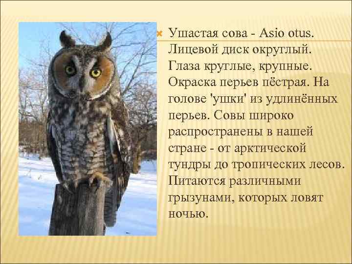  Ушастая сова - Asio otus. Лицевой диск округлый. Глаза круглые, крупные. Окраска перьев