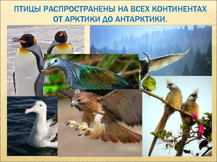 ПТИЦЫ РАСПРОСТРАНЕНЫ НА ВСЕХ КОНТИНЕНТАХ ОТ АРКТИКИ ДО АНТАРКТИКИ. 