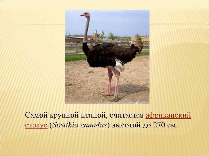 Самой крупной птицой, считается африканский страус (Struthio camelus) высотой до 270 см. 