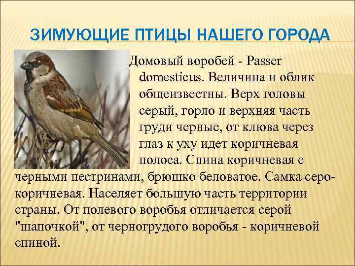 ЗИМУЮЩИЕ ПТИЦЫ НАШЕГО ГОРОДА Домовый воробей - Passer domesticus. Величина и облик общеизвестны. Верх