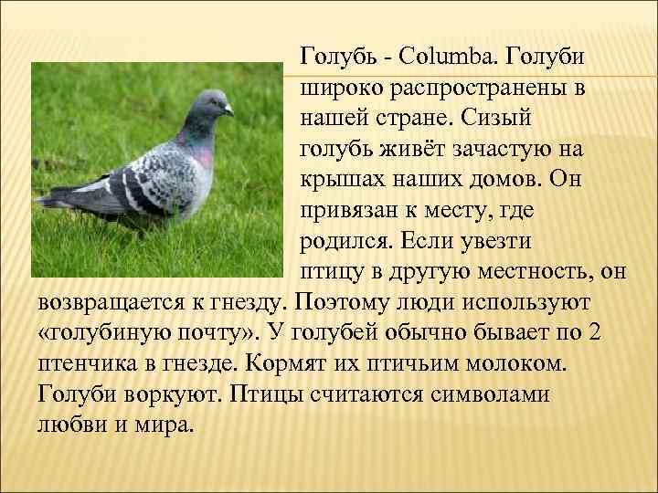  Голубь - Columba. Голуби широко распространены в нашей стране. Сизый голубь живёт зачастую
