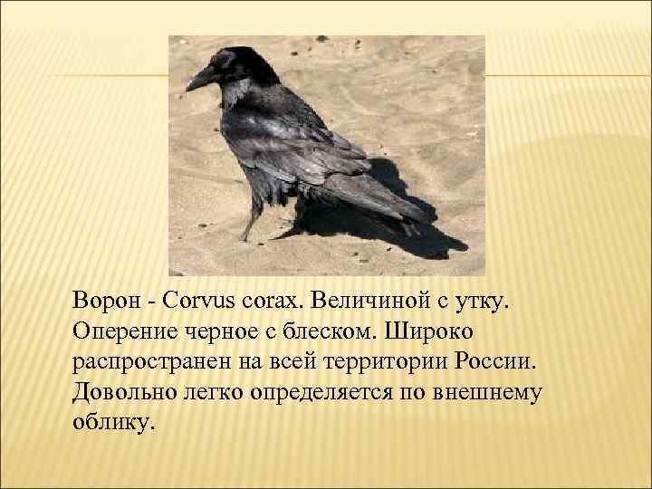 Ворон - Corvus corax. Величиной с утку. Оперение черное с блеском. Широко распространен на
