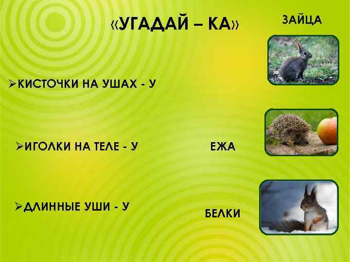  «УГАДАЙ – КА» ØКИСТОЧКИ НА УШАХ - У ØИГОЛКИ НА ТЕЛЕ - У