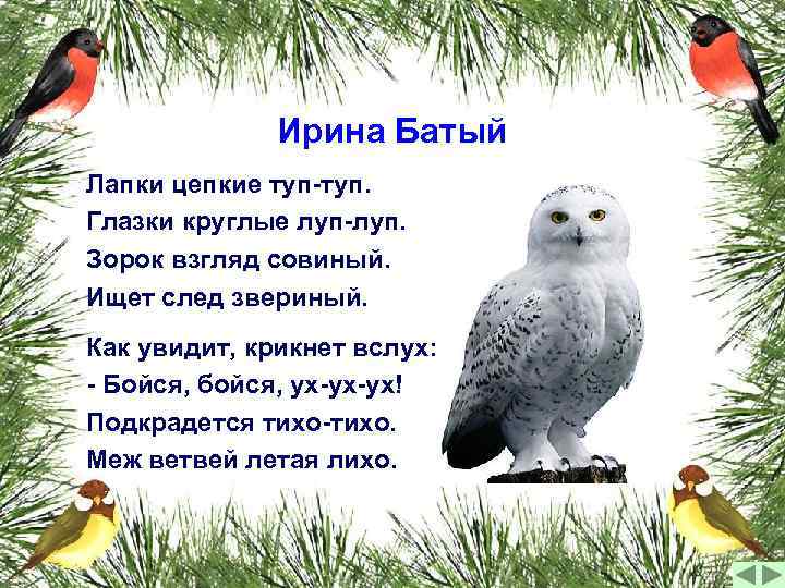 Ирина Батый Лапки цепкие туп-туп. Глазки круглые луп-луп. Зорок взгляд совиный. Ищет след звериный.