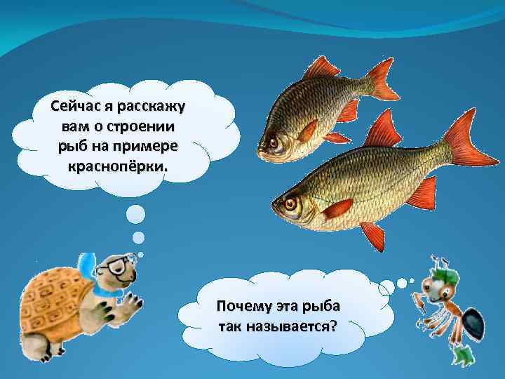 Сейчас я расскажу вам о строении рыб на примере краснопёрки. Почему эта рыба так