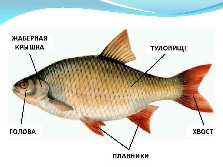 ЖАБЕРНАЯ КРЫШКА ТУЛОВИЩЕ ГОЛОВА ХВОСТ ПЛАВНИКИ 