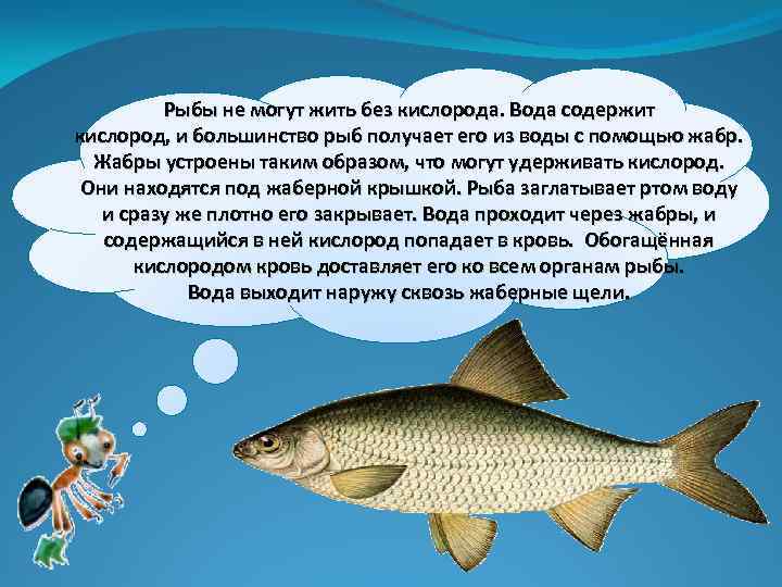 Рыбы не могут жить без кислорода. Вода содержит кислород, и большинство рыб получает его