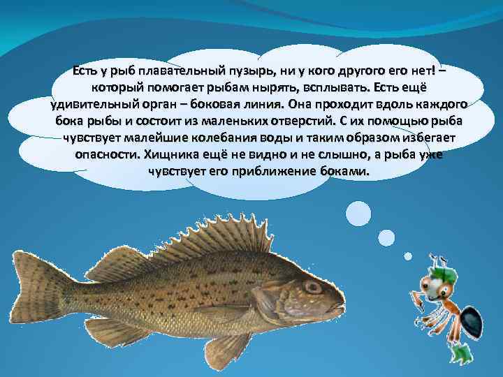 Есть у рыб плавательный пузырь, ни у кого другого его нет! – который помогает