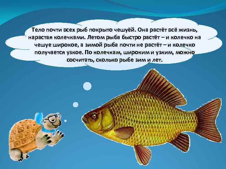 Тело почти всех рыб покрыто чешуёй. Она растёт всё жизнь, нарастая колечками. Летом рыба