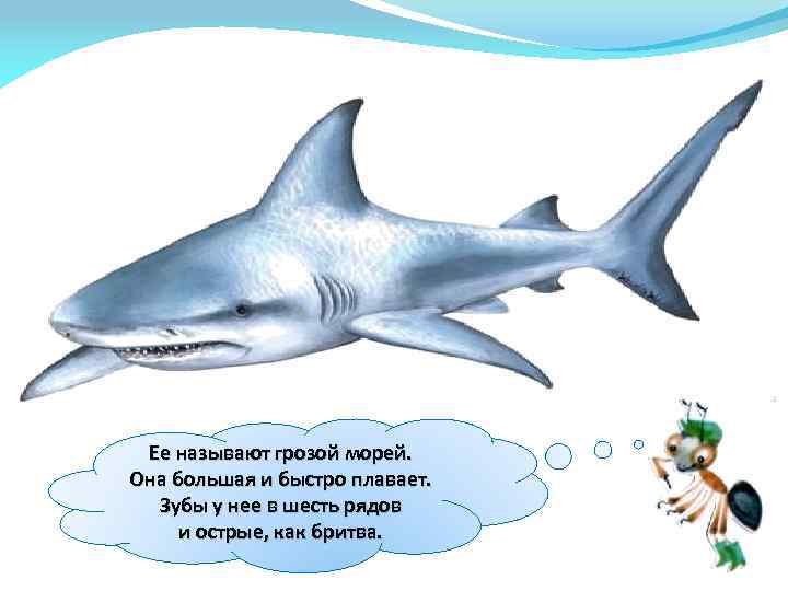 Ее называют грозой морей. Она большая и быстро плавает. Зубы у нее в шесть