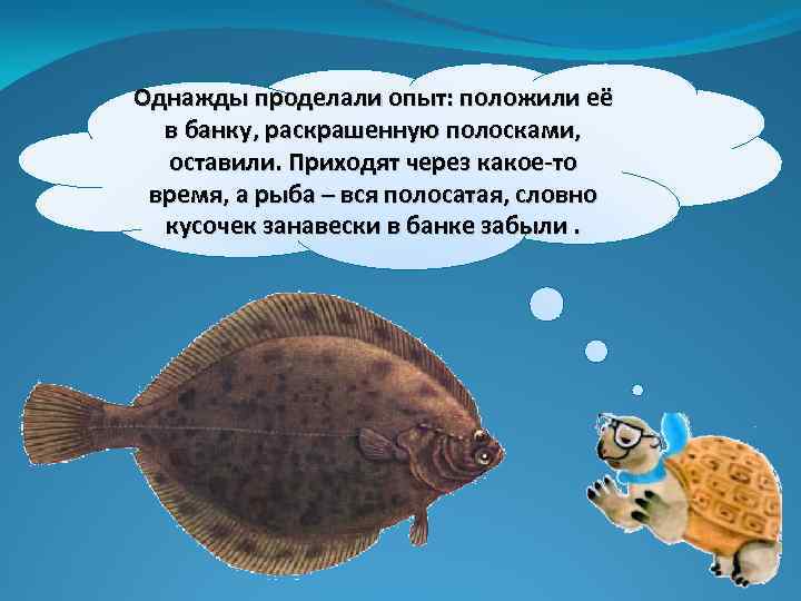 Однажды проделали опыт: положили её в банку, раскрашенную полосками, оставили. Приходят через какое-то время,