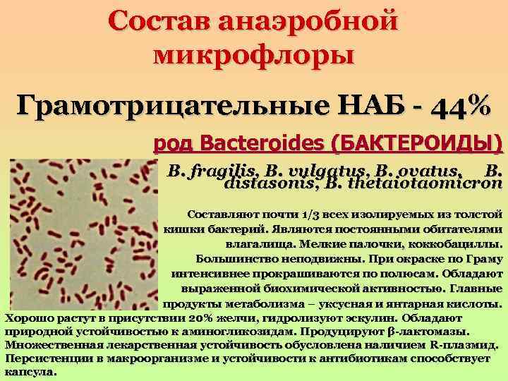 Состав анаэробной микрофлоры Грамотрицательные НАБ - 44% род Bacteroides (БАКТЕРОИДЫ) B. fragilis, B. vulgatus,