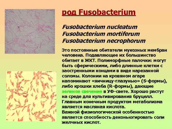 род Fusobacterium nucleatum Fusobacterium mortiferum Fusobacterium necrophorum Это постоянные обитатели мукозных мембран человека. Подавляющее