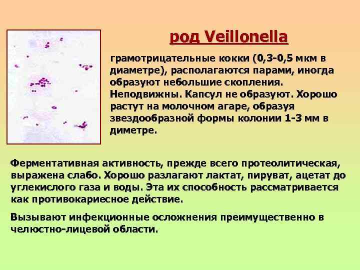 род Veillonella грамотрицательные кокки (0, 3 -0, 5 мкм в диаметре), располагаются парами, иногда