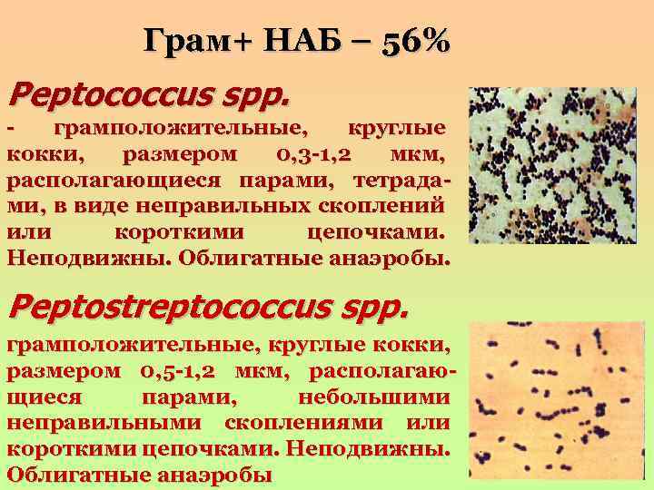 Грам+ НАБ – 56% Peptococcus spp. грамположительные, круглые кокки, размером 0, 3 -1, 2