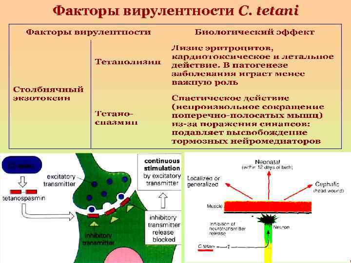 Факторы вирулентности C. tetani 