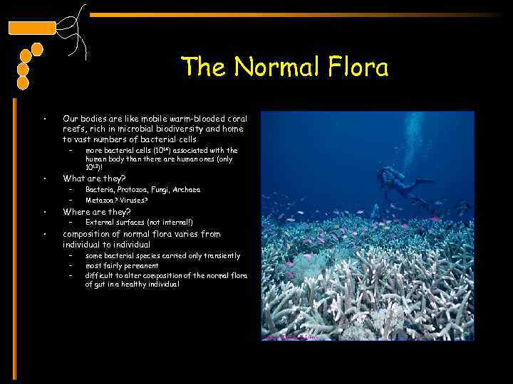 The Normal Flora • Our bodies are like mobile warm-blooded coral reefs, rich in