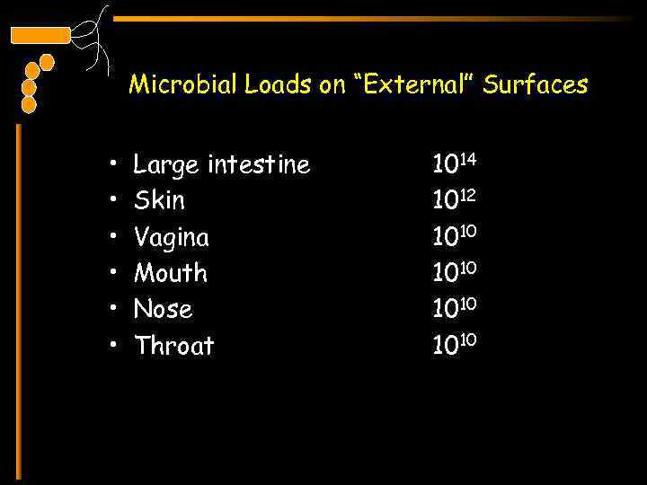 Microbial Loads on “External” Surfaces • • • Large intestine Skin Vagina Mouth Nose