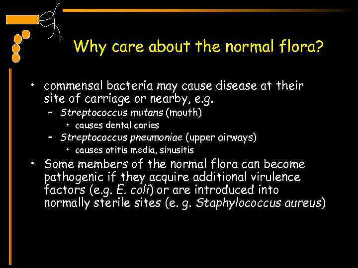 Why care about the normal flora? • commensal bacteria may cause disease at their