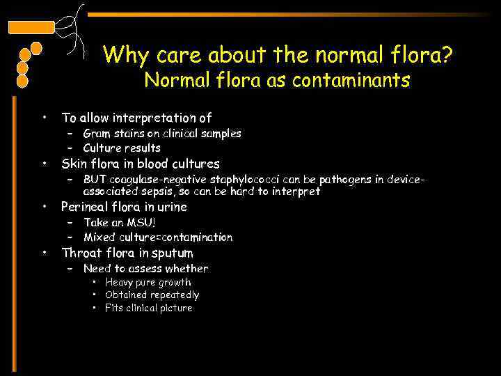Why care about the normal flora? Normal flora as contaminants • To allow interpretation