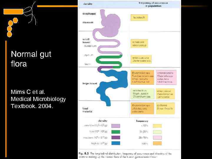 Normal gut flora Mims C et al. Medical Microbiology Textbook. 2004. 