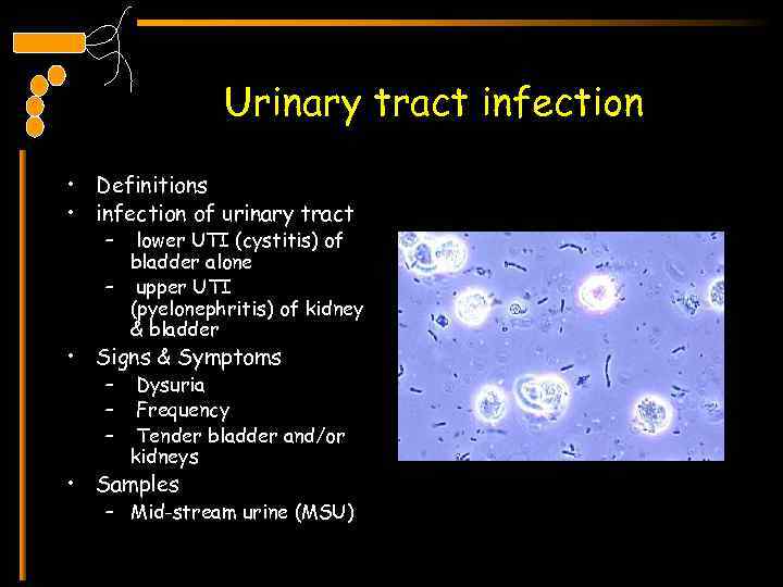 Urinary tract infection • Definitions • infection of urinary tract – lower UTI (cystitis)