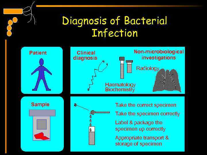 Diagnosis of Bacterial Infection Patient Clinical diagnosis Non-microbiological investigations Radiology Haematology Biochemistry Sample Take