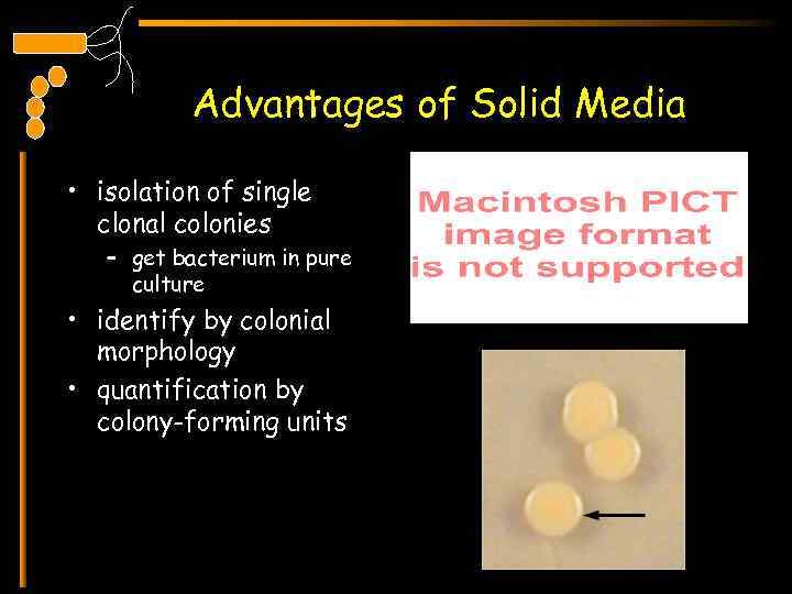 Advantages of Solid Media • isolation of single clonal colonies – get bacterium in