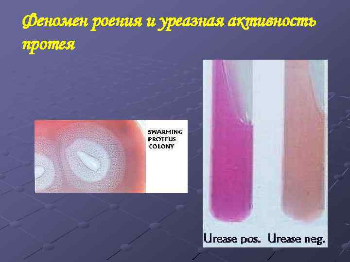 Феномен роения и уреазная активность протея 