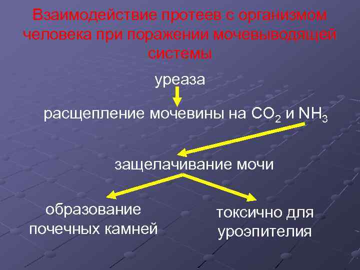 Взаимодействие протеев с организмом человека при поражении мочевыводящей системы уреаза расщепление мочевины на СО