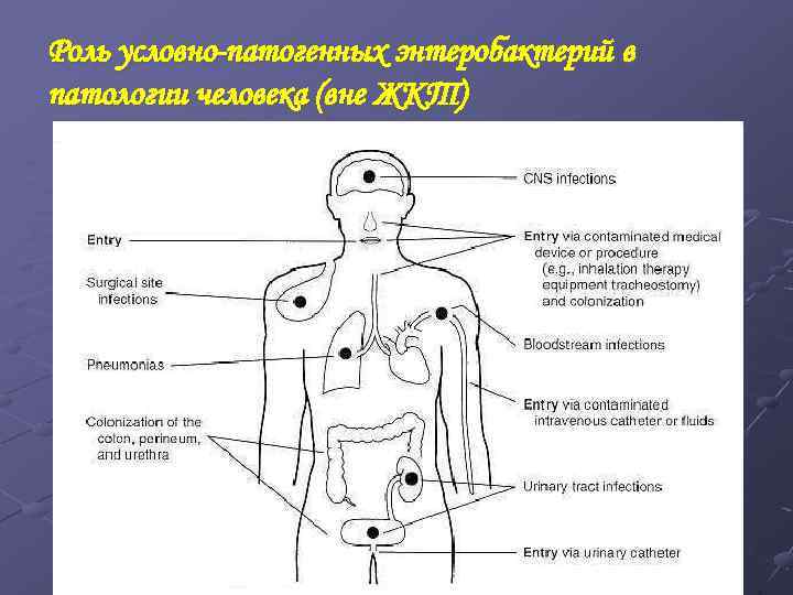 Роль условно-патогенных энтеробактерий в патологии человека (вне ЖКТ) 
