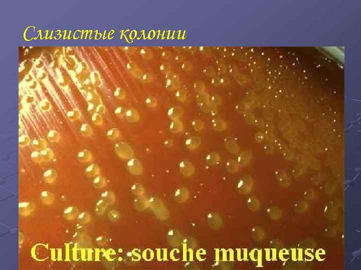 Слизистые колонии 