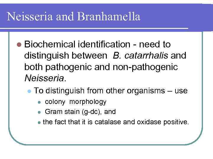 Neisseria and Branhamella l Biochemical identification need to distinguish between B. catarrhalis and both