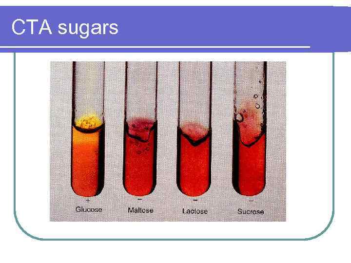CTA sugars 