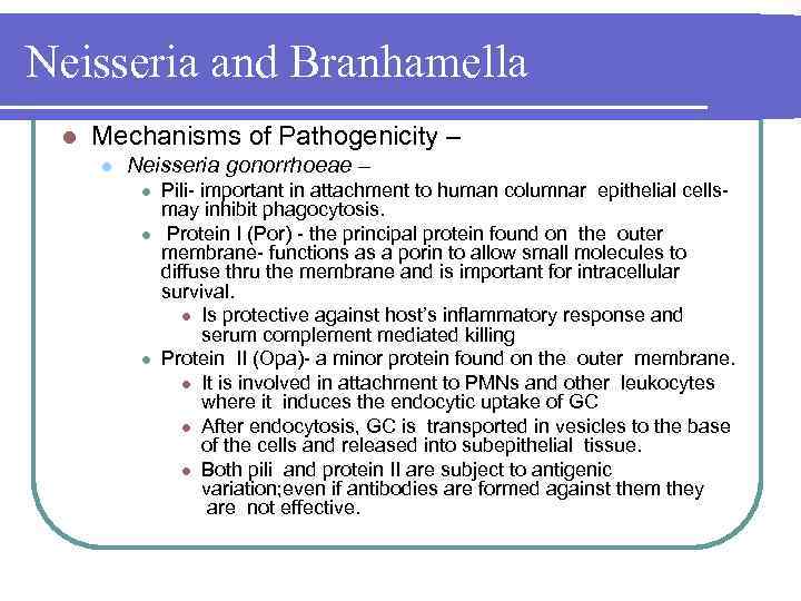 Neisseria and Branhamella l Mechanisms of Pathogenicity – l Neisseria gonorrhoeae – l l
