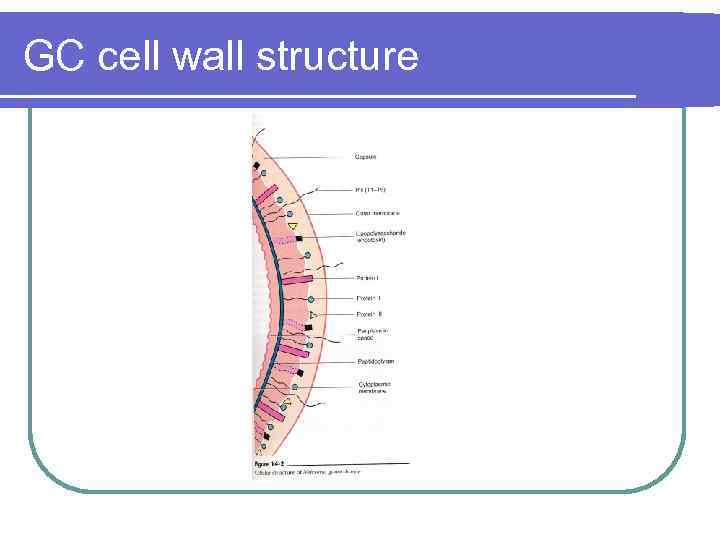 GC cell wall structure 