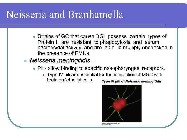 Neisseria and Branhamella l l Strains of GC that cause DGI possess certain types