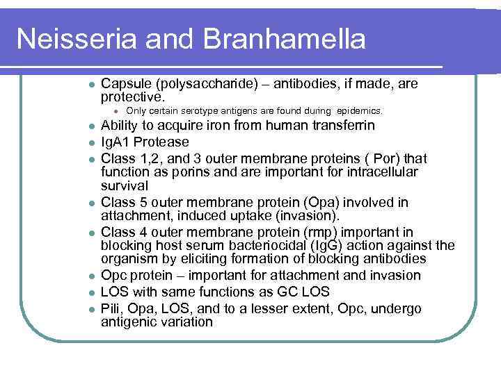 Neisseria and Branhamella l Capsule (polysaccharide) – antibodies, if made, are protective. l l