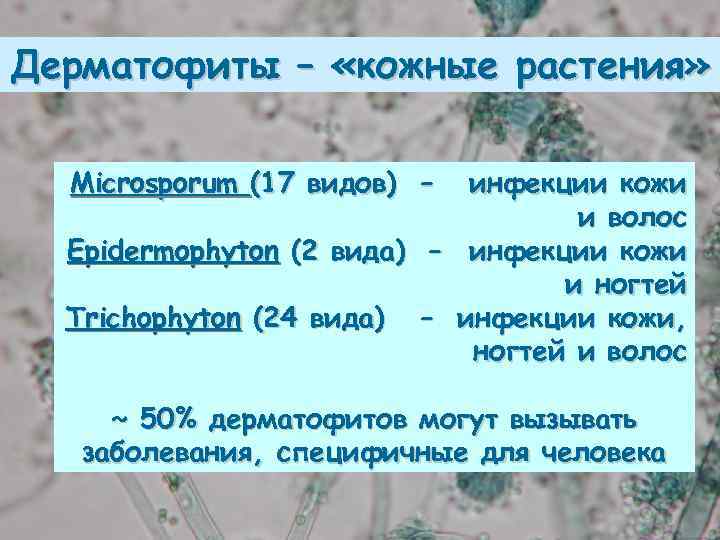 Дерматофиты – «кожные растения» Microsporum (17 видов) – инфекции кожи и волос Epidermophyton (2